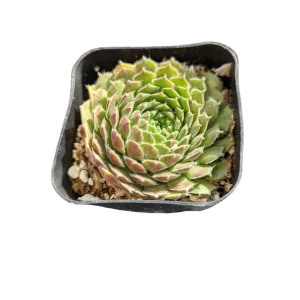 Sempervivum Soboliferum Succulent Plant - Hardy Live Succulent - Image 3