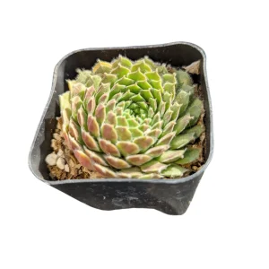 Sempervivum Soboliferum Succulent Plant - Hardy Live Succulent - Image 4