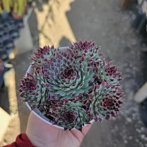 Sempervivum Wilderness Glow Live Plant – Hens & Chicks Succulent – Colorful Houseleeks – 2in or 4in Pot - Image 2