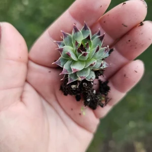 Sempervivum Wilderness Glow Live Plant – Hens & Chicks Succulent – Colorful Houseleeks – 2in or 4in Pot - Image 3