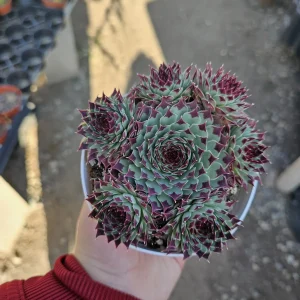 Sempervivum Wilderness Glow Live Plant – Hens & Chicks Succulent – Colorful Houseleeks – 2in or 4in Pot - Image 1
