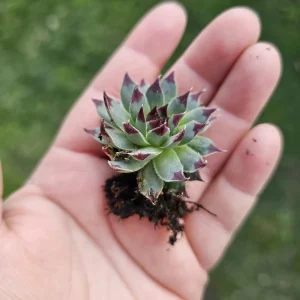 Sempervivum Wilderness Glow Live Plant – Hens & Chicks Succulent – Colorful Houseleeks – 2in or 4in Pot - Image 5