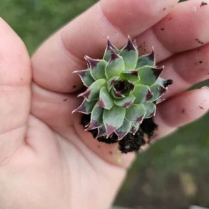 Sempervivum Wilderness Glow Live Plant – Hens & Chicks Succulent – Colorful Houseleeks – 2in or 4in Pot - Image 6
