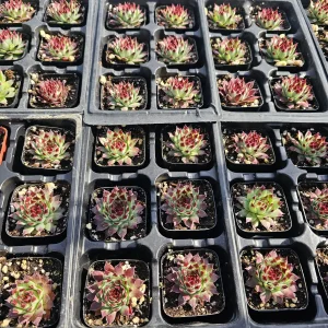 Sempervivum Wilderness Glow Live Plant – Hens & Chicks Succulent – Colorful Houseleeks – 2in or 4in Pot - Image 7
