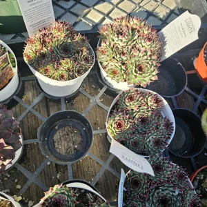 Sempervivum Wildnerness Glow Live Plant – Hens & Chicks Succulent – 2in or 4in Pot - Image 4