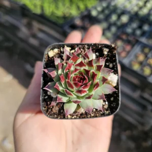 Sempervivum Wildnerness Glow Live Plant – Hens & Chicks Succulent – 2in or 4in Pot - Image 8