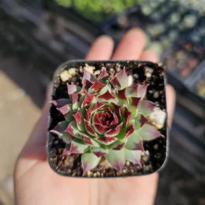 Sempervivum Wildnerness Glow Live Plant – Hens & Chicks Succulent – 2in or 4in Pot - Image 9