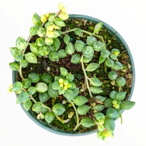 Senecio 'Angel Tears' Variegata Succulent Live Plant - Drought Tolerant - Image 2