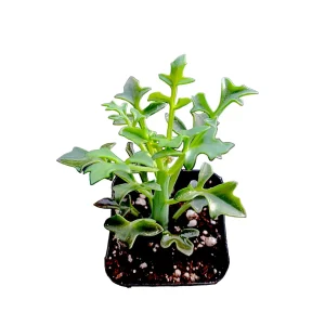 Senecio articulatus Candle Plant Succulent Live Plant - Unique Indoor/Outdoor - Image 2