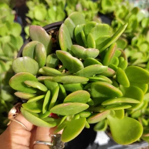 Senecio Jacobsenii Trailing Jade Succulent Plant - Easy Care Potted Houseplant - Image 2