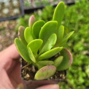 Senecio Jacobsenii Trailing Jade Succulent Plant - Easy Care Potted Houseplant - Image 3