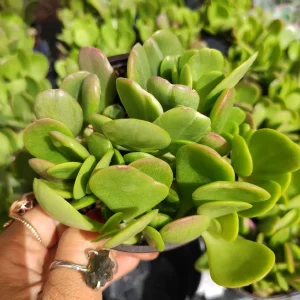 Senecio Jacobsenii Trailing Jade Succulent Plant - Easy Care Potted Houseplant - Image 1