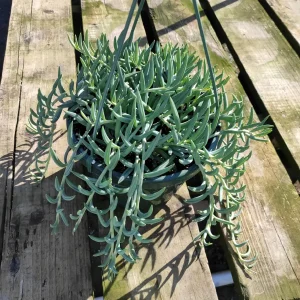 Senecio radicans Hybrid 'Fish Hooks' Succulent Live Plant - Trailing Succulent - Image 2