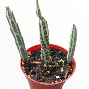 Senecio stapeliiformis Pickle Plant Succulent – Live Plant – Unique Form - Image 3
