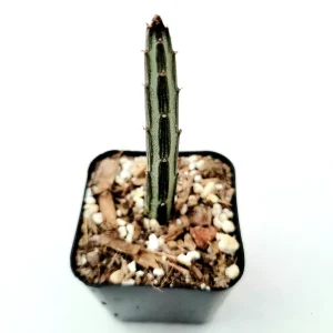 Senecio stapeliiformis Pickle Plant Succulent – Live Plant – Unique Form - Image 1