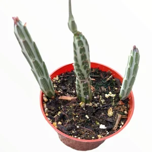 Senecio stapeliiformis Pickle Plant Succulent – Live Plant – Unique Form - Image 4