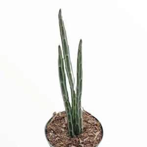 Senecio stapeliiformis Pickle Plant Succulent – Live Plant – Unique Form - Image 5