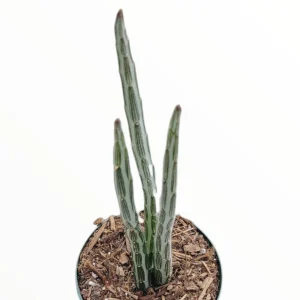 Senecio stapeliiformis Pickle Plant Succulent – Live Plant – Unique Form - Image 6