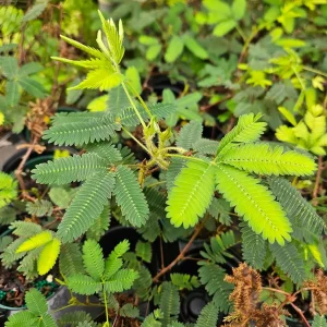 Sensitive Plant Mimosa Pudica - Live Houseplant - 4 inch Pot - Image 3