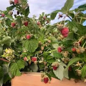 September Red Raspberry Plant - 10 Starter Plugs - Everbearing, Cold-Hardy, Rubus idaeus - Image 4