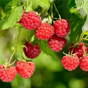 September Red Raspberry Starter Plug - Rubus idaeus Live Plant - Everbearing Berry - Image 3