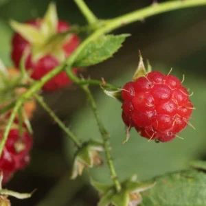 September Red Raspberry Starter Plug - Rubus idaeus Live Plant - Everbearing Berry - Image 6