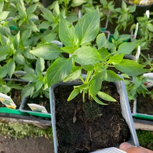 Serrano Pepper Live Plant - 3 inch Pot - Fresh Culinary Herb - Image 3