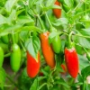Serrano Pepper Live Plant – Hot Chili Starter – 4-6 inch Tall in 4 inch Pot - Image 1