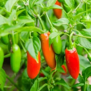 Serrano Pepper Live Plant – Hot Chili Starter – 4-6 inch Tall in 4 inch Pot - Image 1