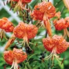 Set of 10 Turks Cap Lily Bulbs - Lilium superbum - Hardy Perennial Orange Blooms - Outdoor Garden - Image 1