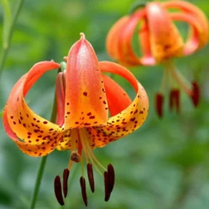 Set of 10 Turks Cap Lily Bulbs - Lilium superbum - Hardy Perennial Orange Blooms - Outdoor Garden - Image 3