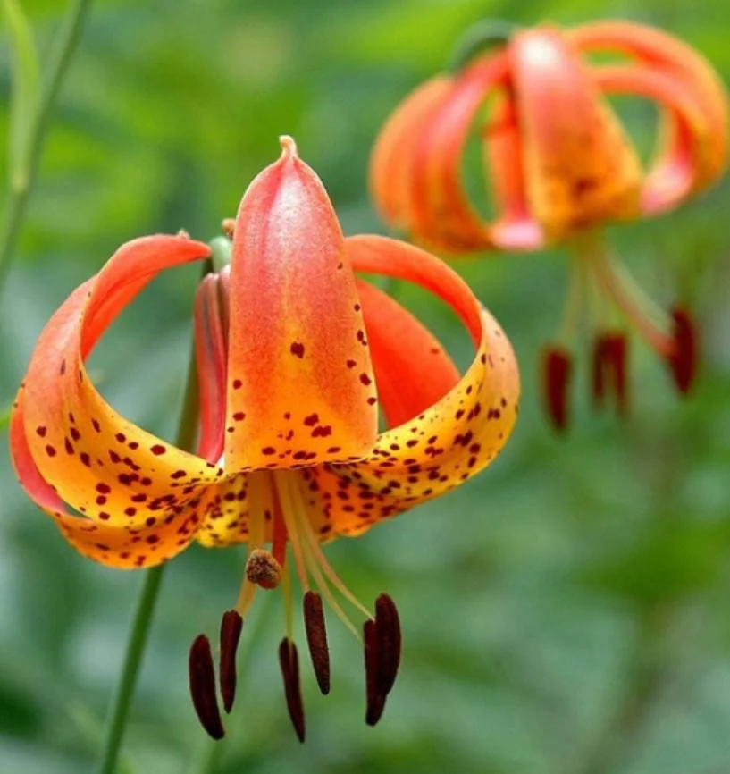 Set of 10 Turks Cap Lily Bulbs - Lilium superbum - Hardy Perennial Orange Blooms - Outdoor Garden - Image 3