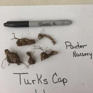 Set of 10 Turks Cap Lily Bulbs - Lilium superbum - Hardy Perennial Orange Blooms - Outdoor Garden - Image 5