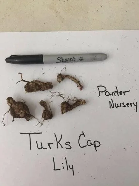 Set of 10 Turks Cap Lily Bulbs - Lilium superbum - Hardy Perennial Orange Blooms - Outdoor Garden - Image 5