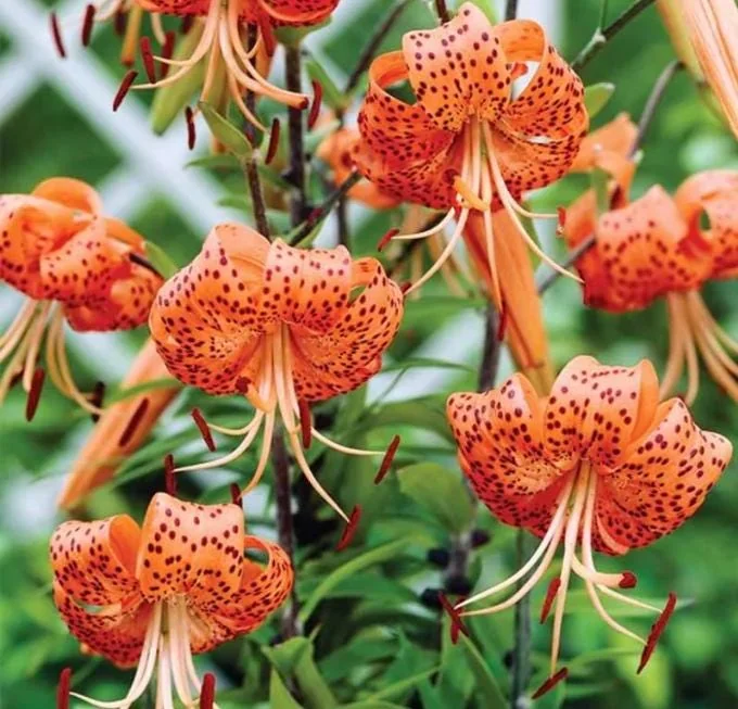 Set of 10 Turks Cap Lily Bulbs - Lilium superbum - Hardy Perennial Orange Blooms - Outdoor Garden - Image 1