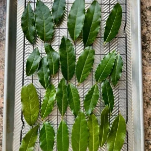 Set of 2 Bay Laurel Live Plants - 4-6