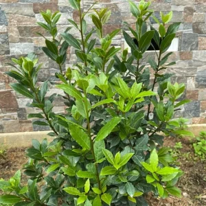 Set of 2 Bay Laurel Live Plants - 4-6