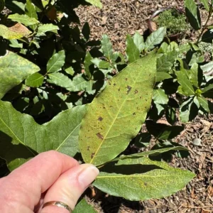 Set of 2 Bay Laurel Live Plants - 4-6