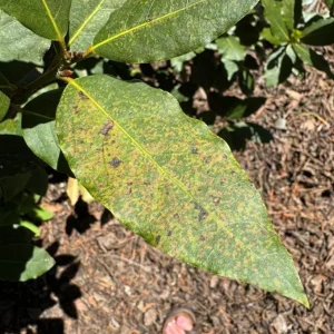 Set of 2 Bay Laurel Live Plants - 4-6