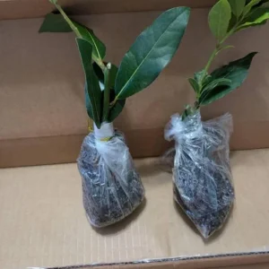 Set of 2 Bay Laurel Live Plants - 4-6