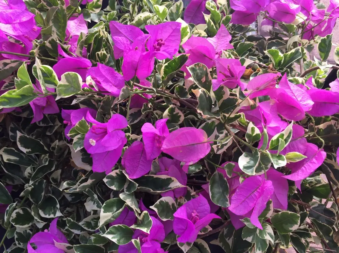Set of 2 Blueberry Ice Bougainvillea Live Starter Plants – 4-10" Tall – Hardy Vine - Image 2