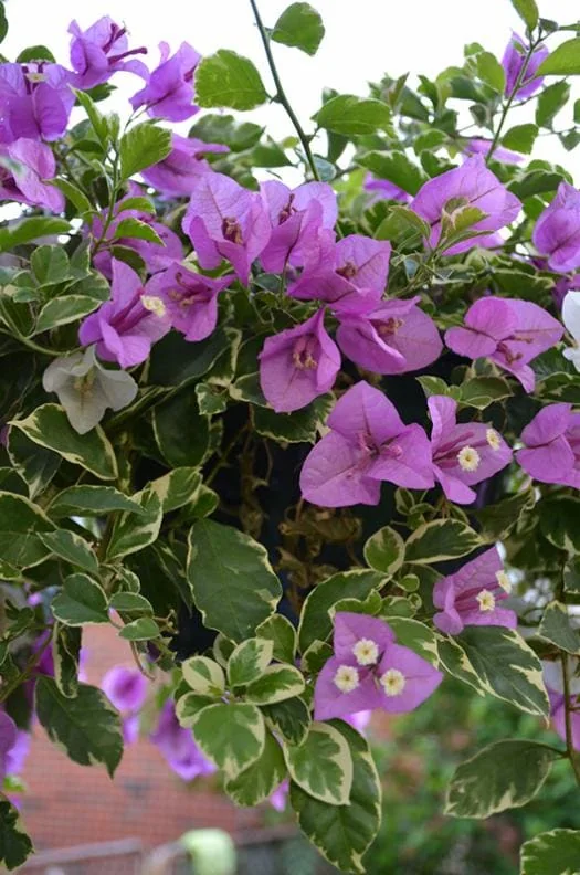 Set of 2 Blueberry Ice Bougainvillea Live Starter Plants – 4-10" Tall – Hardy Vine - Image 3