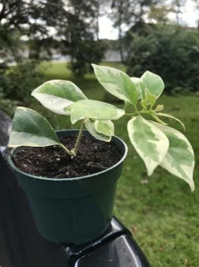 Set of 2 Blueberry Ice Bougainvillea Live Starter Plants – 4-10" Tall – Hardy Vine - Image 4