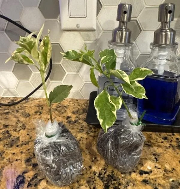 Set of 2 Blueberry Ice Bougainvillea Live Starter Plants – 4-10" Tall – Hardy Vine - Image 5