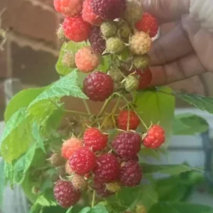 Set of 2 Caroline Red Raspberry Live Plants – 4