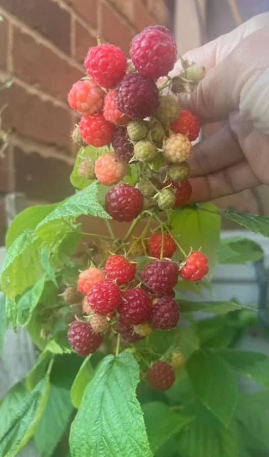 Set of 2 Caroline Red Raspberry Live Plants – 4" Tall Bare Root Fruit Bush - Image 10