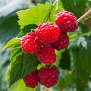 Set of 2 Caroline Red Raspberry Live Plants – 4