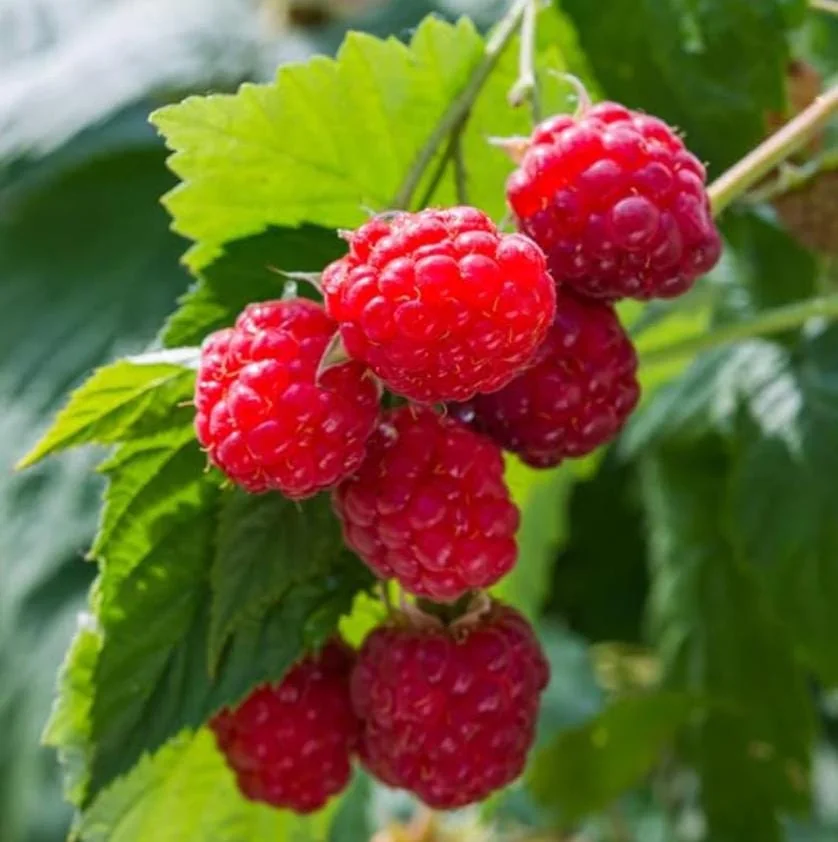 Set of 2 Caroline Red Raspberry Live Plants – 4" Tall Bare Root Fruit Bush - Image 3