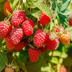 Set of 2 Caroline Red Raspberry Live Plants – 4