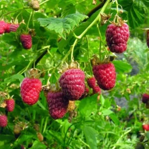 Set of 2 Caroline Red Raspberry Live Plants – 4